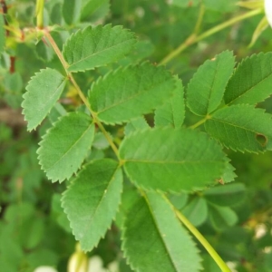 Photographie n°2200043 du taxon Rosa spinosissima L. [1753]