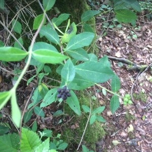Photographie n°2200044 du taxon Lonicera periclymenum L. [1753]