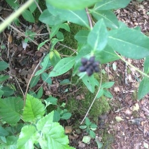 Photographie n°2200045 du taxon Lonicera periclymenum L. [1753]
