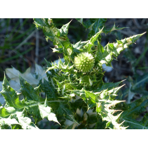 Echinops sp.