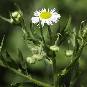 Photographie n°2200073 du taxon Erigeron annuus (L.) Desf.