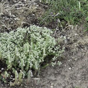 Photographie n°2200086 du taxon Scleranthus perennis L.