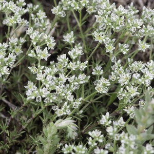 Photographie n°2200087 du taxon Scleranthus perennis L.