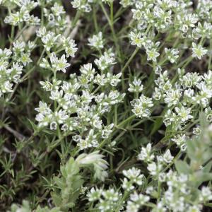 Photographie n°2200088 du taxon Scleranthus perennis L.