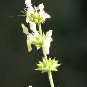 Photographie n°2200091 du taxon Stachys recta L. [1767]