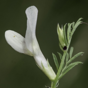 Photographie n°2200097 du taxon Vicia lutea L. [1753]