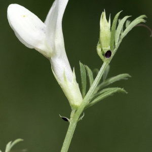 Photographie n°2200102 du taxon Vicia lutea L. [1753]