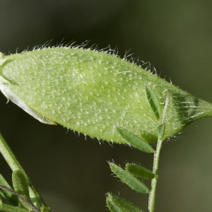 Photographie n°2200105 du taxon Vicia lutea L. [1753]