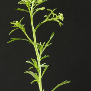 Photographie n°2200109 du taxon Lepidium virginicum L.