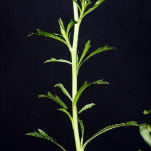 Photographie n°2200118 du taxon Lepidium virginicum L.