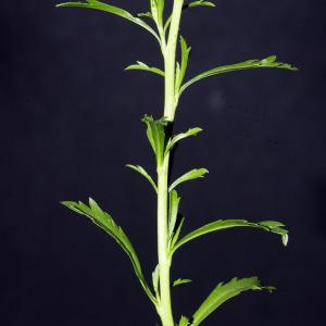 Photographie n°2200119 du taxon Lepidium virginicum L.