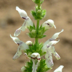 Photographie n°2200135 du taxon Stachys recta L. [1767]