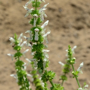 Photographie n°2200136 du taxon Stachys recta L. [1767]