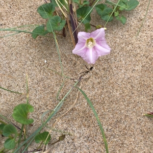 Photographie n°2200154 du taxon Convolvulus soldanella L. [1753]