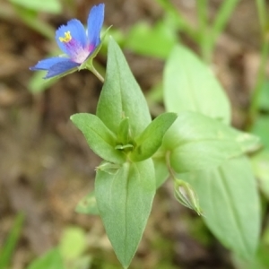 Photographie n°2200175 du taxon Lysimachia arvensis (L.) U.Manns & Anderb. [2009]