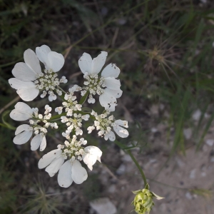 Photographie n°2200222 du taxon Orlaya grandiflora (L.) Hoffm. [1814]