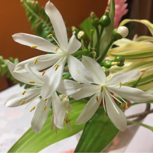 Chlorophytum comosum (Thunb.) Jacques