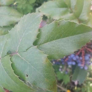 Photographie n°2200249 du taxon Berberis aquifolium Pursh [1814]