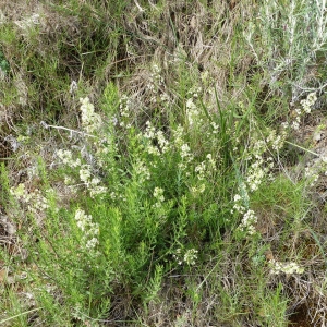 Photographie n°2200265 du taxon Galium corrudifolium Vill. [1779]