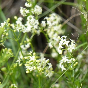 Photographie n°2200266 du taxon Galium corrudifolium Vill. [1779]