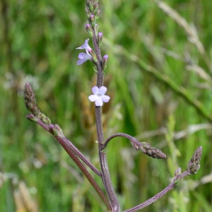 Photographie n°2200288 du taxon Verbena officinalis L. [1753]