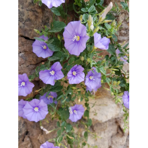 Convolvulus sabatius Viv. (Ground Blue-convolvulus)