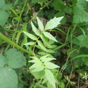 Photographie n°2200340 du taxon Valeriana officinalis L. [1753]