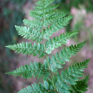 Photographie n°2200346 du taxon Dryopteris carthusiana (Vill.) H.P.Fuchs [1959]