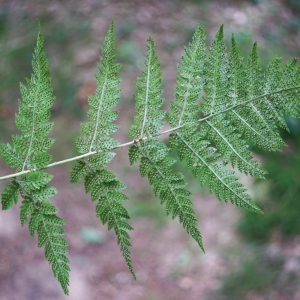 Photographie n°2200348 du taxon Dryopteris carthusiana (Vill.) H.P.Fuchs [1959]