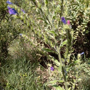 Photographie n°2200383 du taxon Echium vulgare L. [1753]