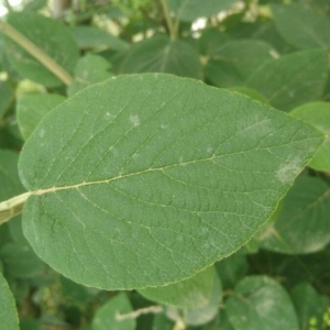 Photographie n°2200387 du taxon Lonicera xylosteum L. [1753]