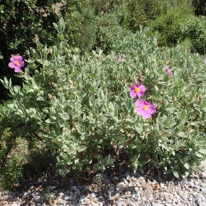 Photographie n°2200402 du taxon Cistus albidus L. [1753]