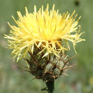 Photographie n°2200405 du taxon Centaurea collina L. [1753]