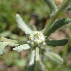 Photographie n°2200409 du taxon Filago pyramidata L. [1753]