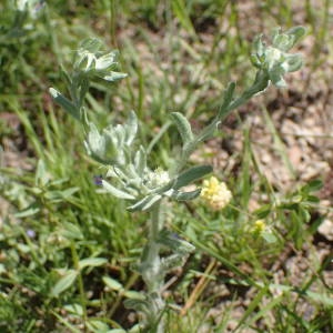 Photographie n°2200410 du taxon Filago pyramidata L. [1753]