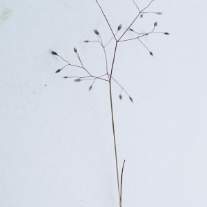 Photographie n°2200413 du taxon Aira caryophyllea L. [1753]