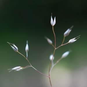 Aira caryophyllea var. minor Brongn. (Canche caryophyllée)