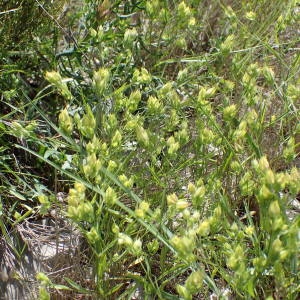 Photographie n°2200487 du taxon Bupleurum baldense Turra [1764]