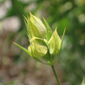 Photographie n°2200488 du taxon Bupleurum baldense Turra [1764]