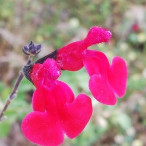 Photographie n°2200528 du taxon Salvia microphylla Kunth [1818]