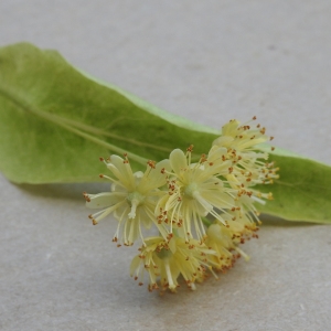 Photographie n°2200538 du taxon Tilia cordata Mill. [1768]