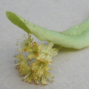 Photographie n°2200539 du taxon Tilia cordata Mill. [1768]