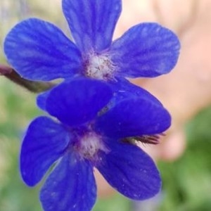 Photographie n°2200551 du taxon Anchusa italica Retz. [1779]