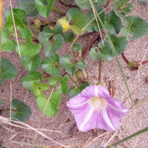 Photographie n°2200556 du taxon Convolvulus soldanella L. [1753]