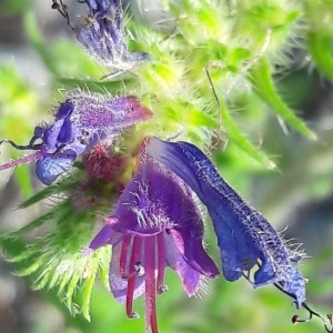 Photographie n°2200566 du taxon Echium vulgare L. [1753]