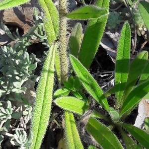 Photographie n°2200568 du taxon Echium vulgare L. [1753]