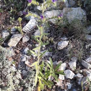 Photographie n°2200569 du taxon Echium vulgare L. [1753]