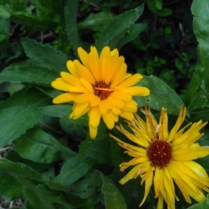 Photographie n°2200602 du taxon Calendula officinalis L. [1753]