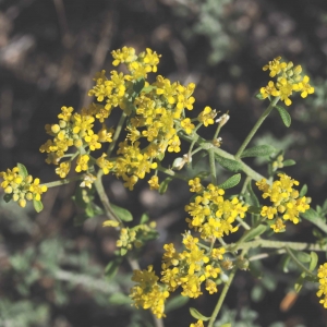 Photographie n°2200611 du taxon Alyssum serpyllifolium Desf. [1799]