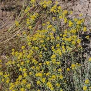 Photographie n°2200612 du taxon Alyssum serpyllifolium Desf. [1799]